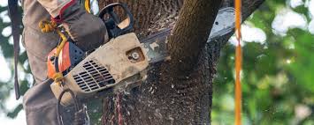 Best Storm Damage Tree Cleanup  in Milford, IN