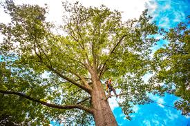 How Our Tree Care Process Works  in  Milford, IN