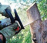 Trusted Milford, IN Tree Removal Experts