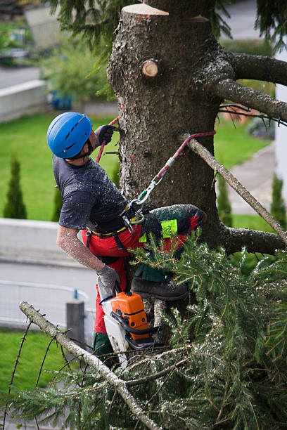 Best Tree Mulching  in Milford, IN