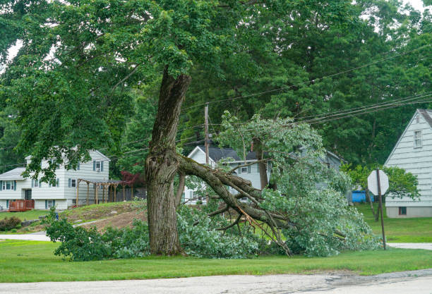 Best Arborist Consultation Services  in Milford, IN
