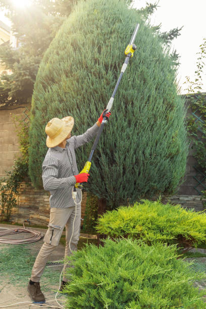 Best Root Management and Removal  in Milford, IN